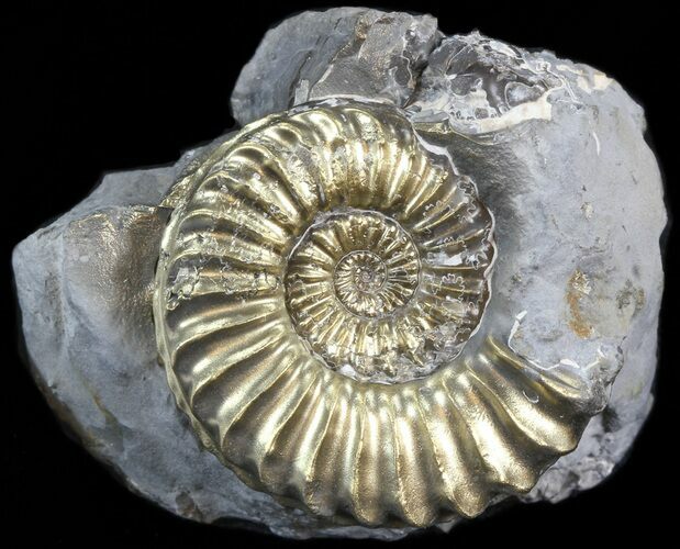 Pyritized Pleuroceras Ammonite - Germany #42757